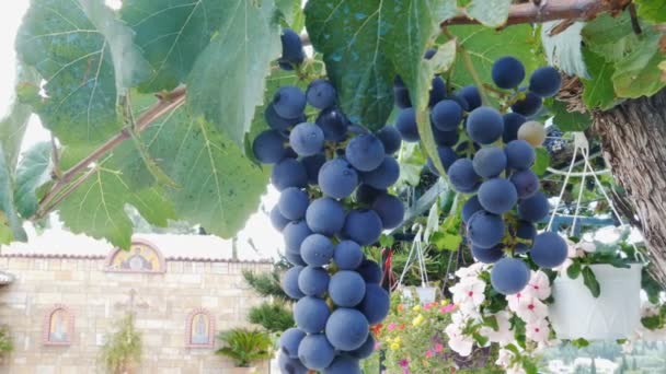 Ripe Grape Berries on Branch in a Sunny Day — Stock Video