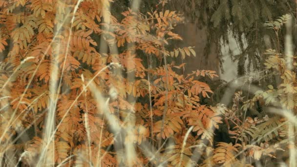Folhas amarelas na floresta Autunm — Vídeo de Stock