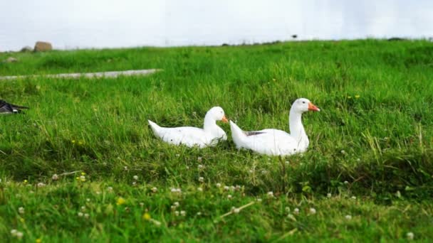 Два білих гусей на березі озера — стокове відео