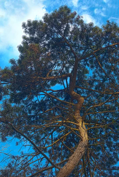 Big single tree. HDR image