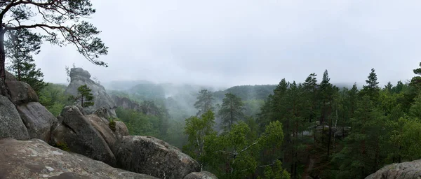 Forêt sauvage dans le brouillard et la pluie, vue panoramique — Photo