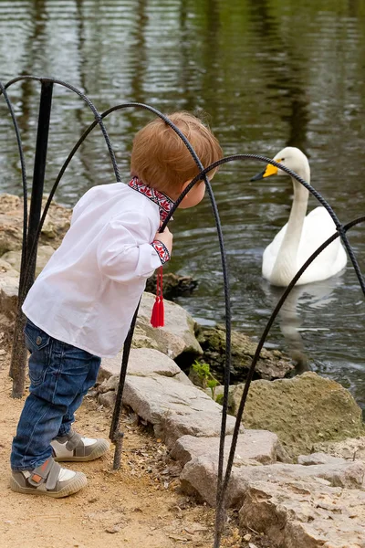 Un niño pequeño conoció al cisne. — Foto de Stock