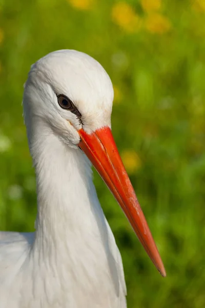 Ooievaar conceptuele vogel portret — Stockfoto