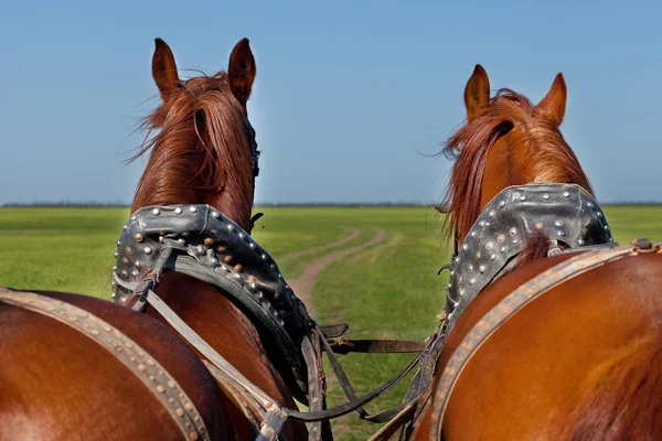 Dois cavalos em equipa avancem. — Fotografia de Stock