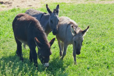 Çayır üzerinde üç komik eşek