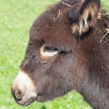 Küçük komik eşek portre portre