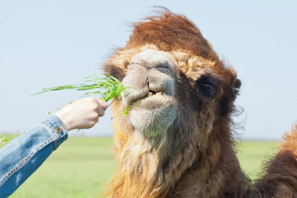 Touristes nourrissent l'herbe de chameau dans la réserve — Photo