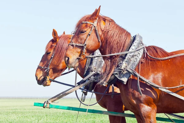 टीम में दो घोड़े यात्रा करने के लिए तैयार हैं — स्टॉक फ़ोटो, इमेज