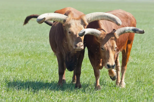 Retrato de dois búfalos com chifres bonitos e grandes — Fotografia de Stock