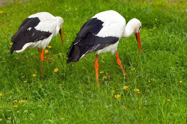 Paar witte ooievaars conceptuele vogel lopen op de weide en het uiterlijk — Stockfoto