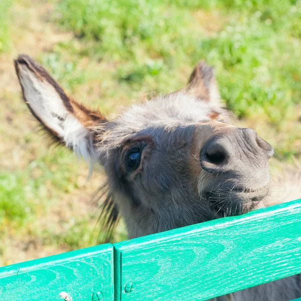 Pequeno retrato engraçado burro olhando para fora cerca Imagem De Stock