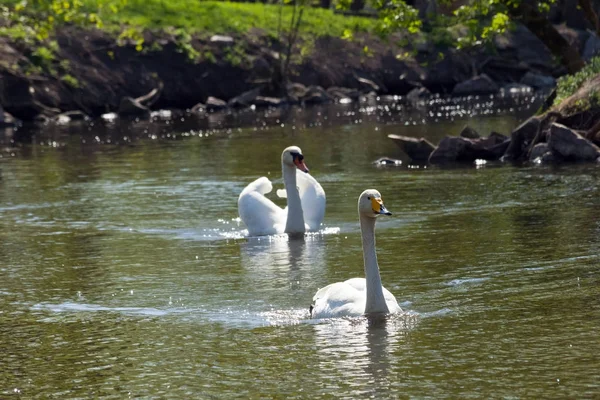 Dos cisnes nadando hacia ustedes cada uno tras otro — Foto de Stock