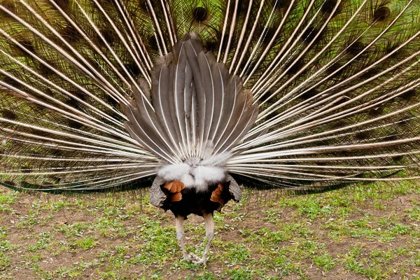 Un'altra vista da dietro pavone maschile da vicino — Foto Stock