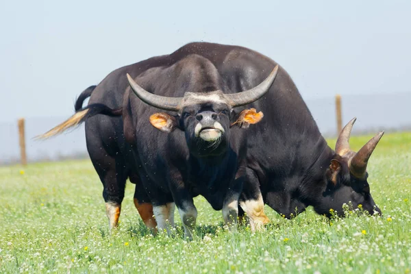 Retrato de búfalos par com chifres bonitos e grandes. Reservatório — Fotografia de Stock