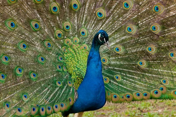 Schöne Vogel männlichen Pfau aus nächster Nähe. Reservierung von ascania nov — Stockfoto