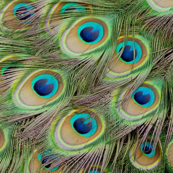 Beautiful bird male peacock plumes close up — Stock Photo, Image
