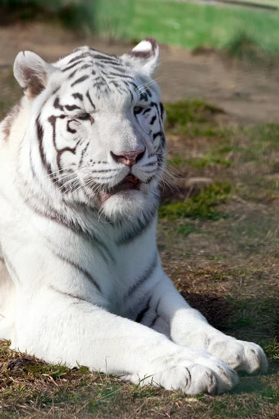 Retrato de tigre blanco de cerca. Calma bozal con los ojos cerrados — Foto de Stock