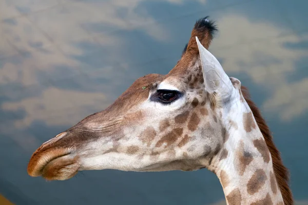 Ritratto Giraffa da vicino sopra il cielo blu — Foto Stock