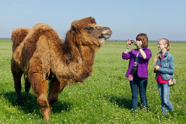 Toursits 制造枪击动物骆驼在 Askania 新星 — 图库照片