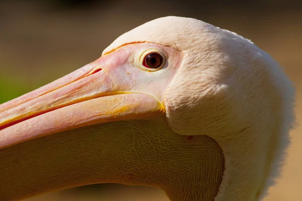 Porträt eines großen Pelikans Nahaufnahme — Stockfoto