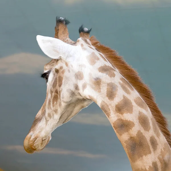 Portrait Giraffe turned oud from you. — Stock Photo, Image