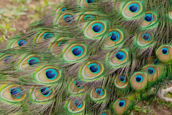 Schöne Vogel männliche Pfauenfahnen aus nächster Nähe — Stockfoto