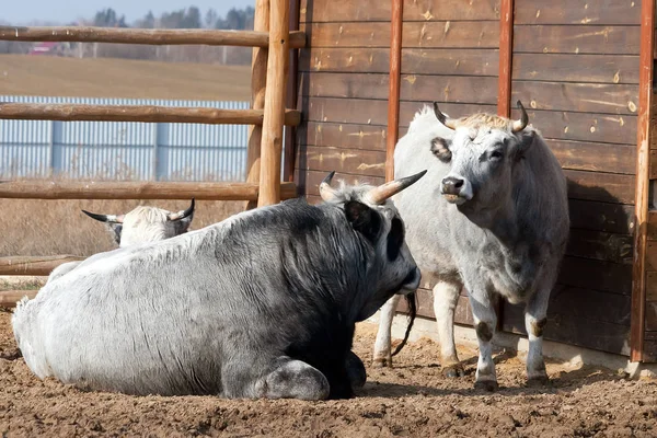 Retrato de touro e vaca família com chifres bonitos e grandes. U — Fotografia de Stock