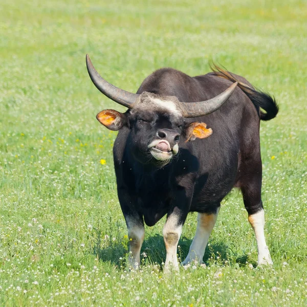 Retrato de um búfalo com chifres bonitos e grandes — Fotografia de Stock