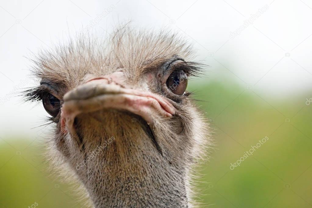 Ostrich portrait close-up. Sharpen on eyes