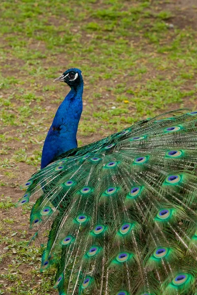 Schöne Vogel männlichen Pfau aus nächster Nähe. Schuss in Reservierung gemacht — Stockfoto