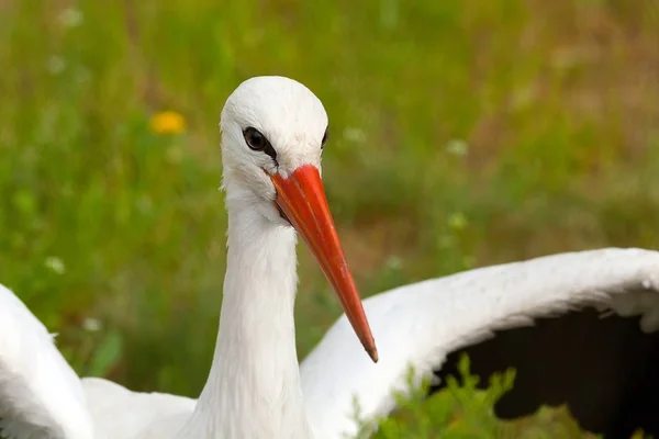 Ooievaar conceptuele vogel portret close-up. Reservering Askani — Stockfoto