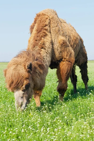 Portrait d'un grand chameau mangeant de l'herbe sur la prairie. Réserves — Photo