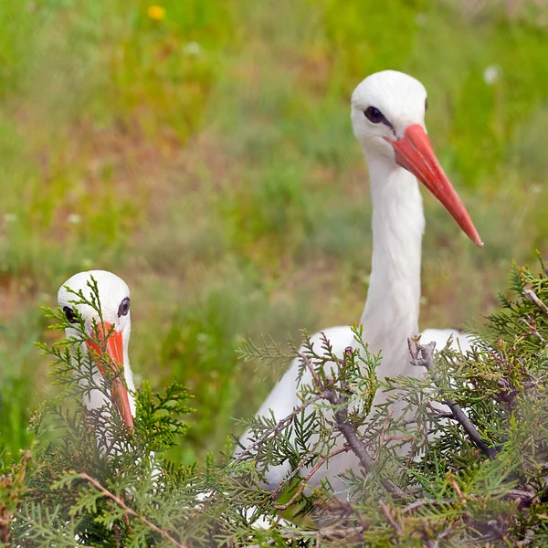 Par av vit stork konceptuella fågel porträtt närbild. Tittar ou — Stockfoto