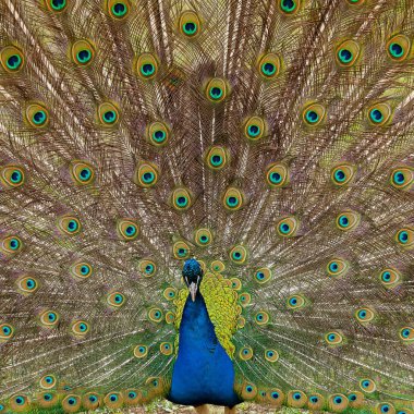 Güzel kuş erkek tavuskuşu kapatın. Rezervasyon A yapılan atış