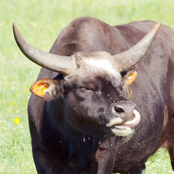 Porträt eines Büffels mit schönen und großen Hörnern aus nächster Nähe. r — Stockfoto