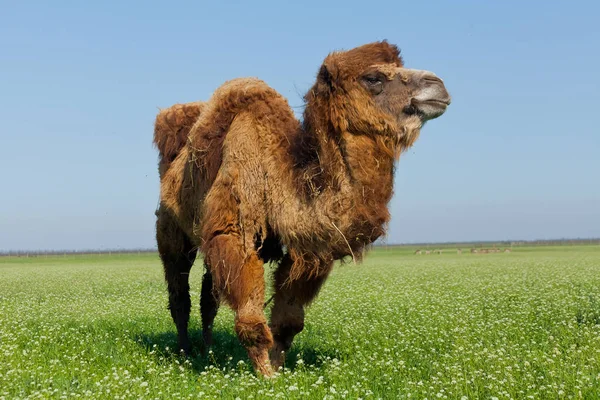Portrait d'un grand chameau mangeant de l'herbe sur la prairie. Réserves — Photo