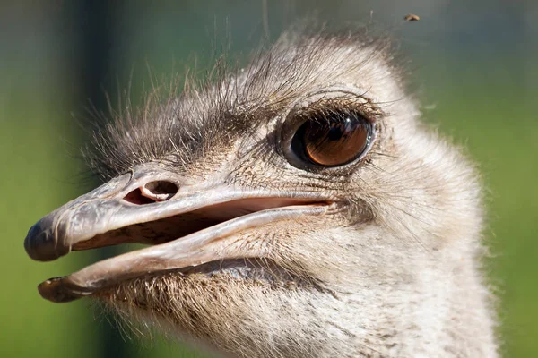 Ostrich portrait with open mouth close-up. Sharpen on eyes. Shot
