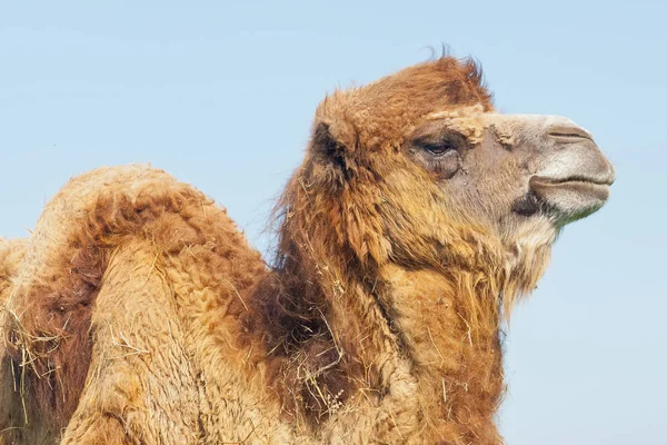 Retrato camello grande y triste con una gota de lágrimas en el ojo — Foto de Stock