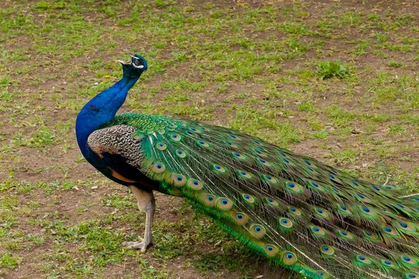 Hermoso pájaro macho pavo real de cerca cantar canción. Tiro hecho en Res — Foto de Stock