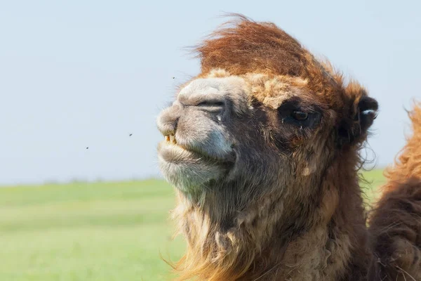 Porträt eines großen und traurigen Kamels mit einem Tropfen Tränen in den Augen. rese — Stockfoto