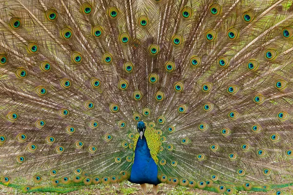 Schöne Vogel männlichen Pfau aus nächster Nähe. Schuss in Reservierung gemacht — Stockfoto