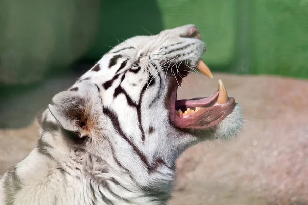 El tigre blanco bosteza y muestra sus hermosos colmillos poderosos. Disparo m — Foto de Stock