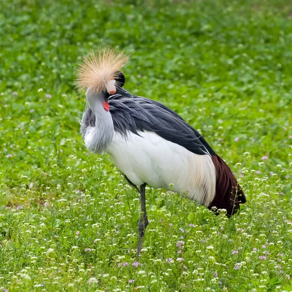 皇冠鹤站在一条腿上, 清洁它的羽毛。sho — 图库照片