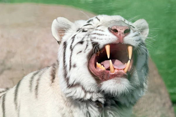 Tigre blanco bosteza y muestra sus hermosos colmillos poderosos — Foto de Stock
