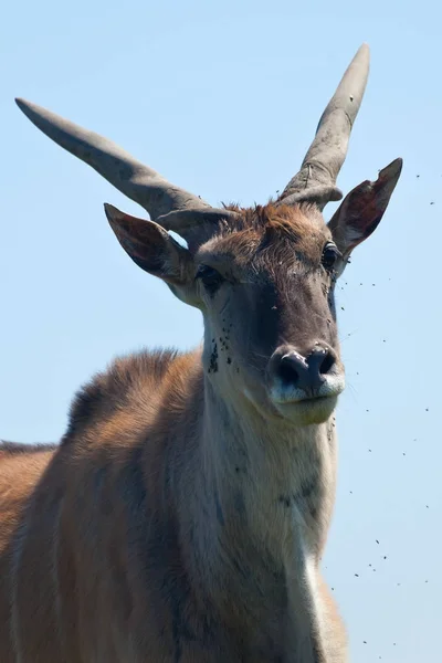 Cea mai mare antilopă - antilopa Canna close-up. Rezervare — Fotografie, imagine de stoc