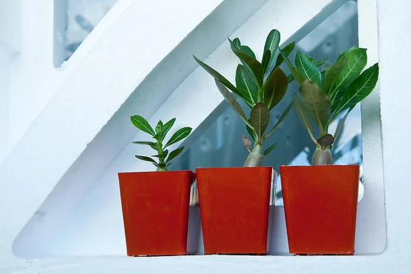 Flower pots with young adenium sprouts standing on the windowsil — Stock Photo, Image