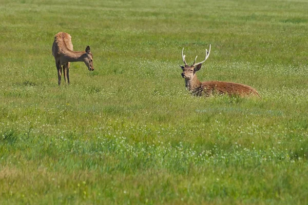 Couple of deers peacefully resting in the steppe. Shot made in r