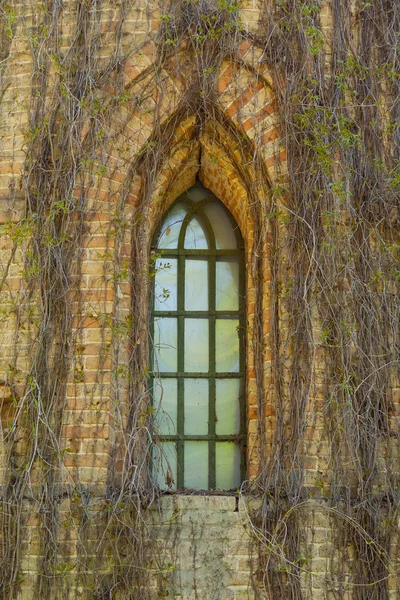 Fönster i en gammal tegelbyggnad, täckt med murgröna — Stockfoto