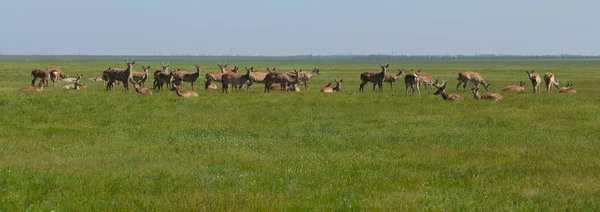 成群的鹿和平地栖息在草原上。在 res 拍摄 — 图库照片
