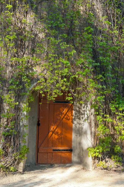 Porte dans un vieux bâtiment en brique, couverte de lierre. Tourné en re — Photo